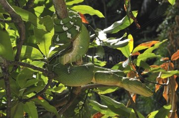 Emerald tree boad aroun a branch French Guiana