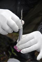 Preparing dart and gun to inject a sedative to Rhino Nepal