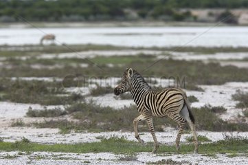Burchell's Zebra Etosha National Park Namibie