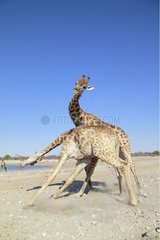 Mock battle between two young male giraffes Etosha NP