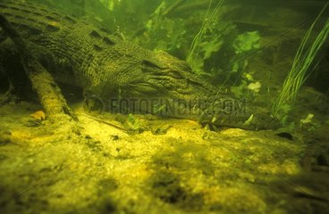 Porträt des Krokodils Marin Queensland Australien