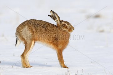 European hare stretching itself in snow Great Britain