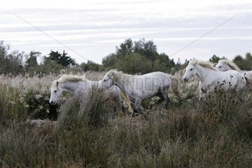 Camargue horses running in a marsh Camargue France