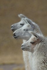Lamas North Chile