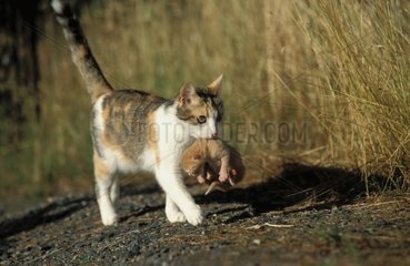 Muschi mit ihrem 3 -Tage -Kätzchen ins Gesicht trägt