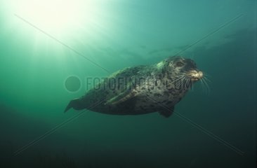 Phoque veau marin Colombie-Britannique Canada