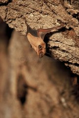 Wrinkle-lipped Free-tailed-Bat in a cave Thailand