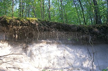 Fertile brown ground on sand Sablons Fontainebleau France