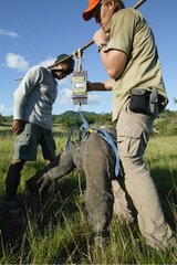 Wiegen Sie einen Veran von Komodo durch Wissenschaftler Indonesien
