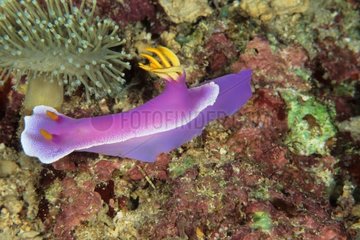 Nudibranch Manado Sulawesi Indonesia