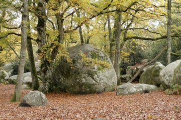 Rocks in the Fontainebleau forest in autumn - France