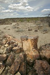 Silicified tree trunk in Namibia