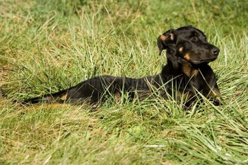 Beauceron 6 Monate alt im Gras  Frankreich