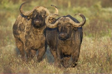 Cape Buffalo couple Nakuru National Park Kenya