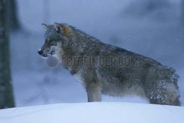 Loup d'Europe dans la neige Europe
