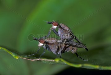 Flies mating on a leaf