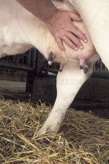Stockbreeder  die schlechtere Kuh Frankreich massieren