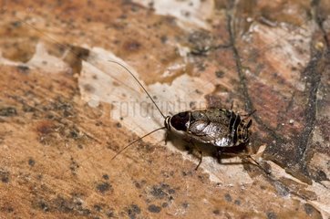 Dusky cockroach (Ectobius lapponicus)  nymph. Molslaboratoriet  Denmark in June