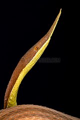 The Leaf-nosed snake (Langaha madagascariensis) is a highly sexual dimorph species. Pictured here is the male.  Madagascar