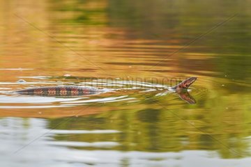 Brown-banded water snake (Helicops angulatus  ex Coluber angulatus) - Kourou - French Guiana