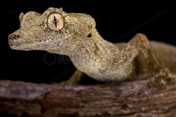 Gunther's leaf-tailed gecko (Uroplatus guentheri)  Madagascar