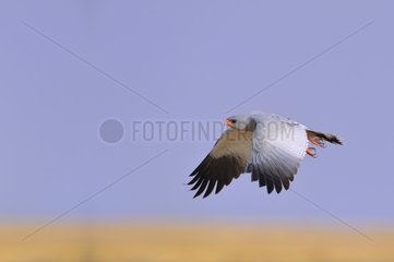 Pale Chanting Goshawk in flight  Etosha  Namibia