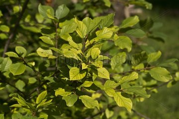 Alder Buckthorn (Frangula alnus) leaves. Allindelille Fredskov  Denmark in August