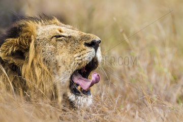 Lion in Kruger National park