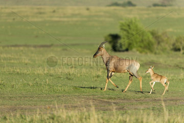 Topi and new-born walking in Savannah - Masai Mara Kenya