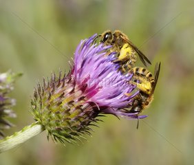 Sweat Bees (Halictus scabiosae) female on thistle (Cirsium tuberosum)  2015 July 16  Northern Vosges Regional Nature Park  France  ranked World Biosphere Reserve by UNESCO  France