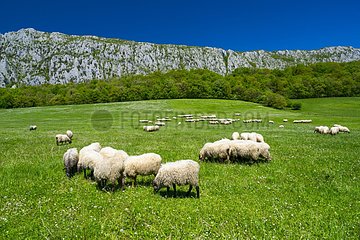 Sheep  Hoya de La Leze  Alava  Basque Country  Spain  Europe