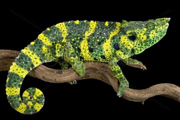 Meller's chameleon (Trioceros melleri)  Tanzania