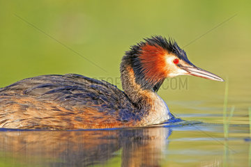 Great Crested Grebe on water at dawn - La Dombes France