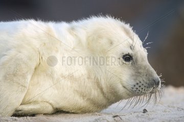 Portrait of Gray seal whitecoat North Sea Germany