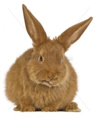 Portrait of a rabbit Fauve de Bourgogne