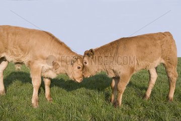 Head-headed calf Limousin France