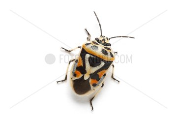 Shield Bug on white background