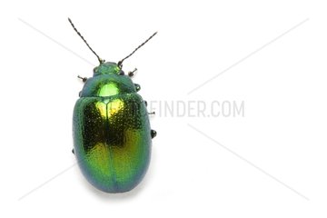 Mint Leaf Beetle on white background