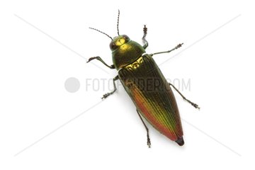 Jewel beetle on white background