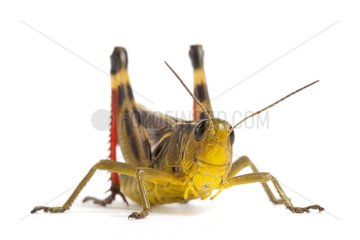 Large Banded Grasshopper on white background