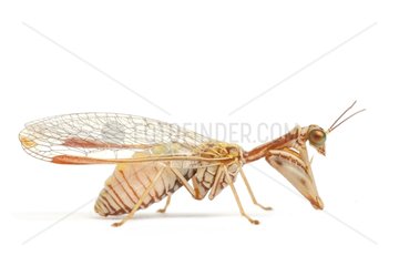 Mantidfly on white background