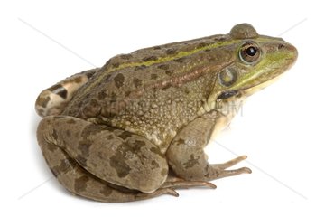 Lowland Frog on white background