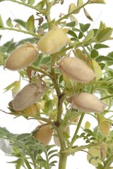 Chick peas in pod on white background