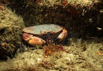 Edible Crab - Brittany France