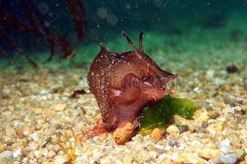 Sea Hare mating - Brittany France