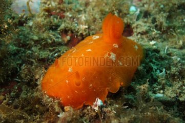 Orange Dorid - Cerberus Banyuls Marine Nature Reserve
