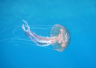 Mauve Stinger Jellyfish - Côte d'Azur France