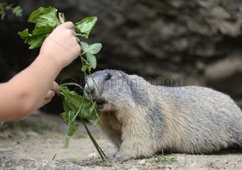 Child feeding an Alpine Marmot - Queyras Alps France
