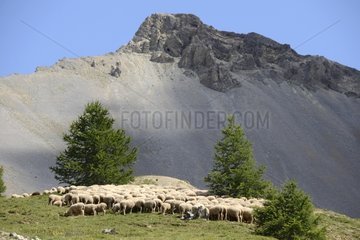 Sheep pasture - Col de l'Izoard Queyras Alps France