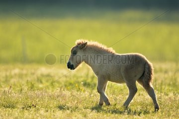 Shetland foal in meadow - Burgundy France